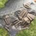 Ellipsocephalus hoffi